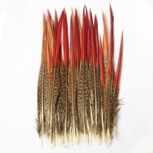 Peut inclure: Un bouquet de plumes de faisan avec des marques brunes et noires et des pointes rouges.