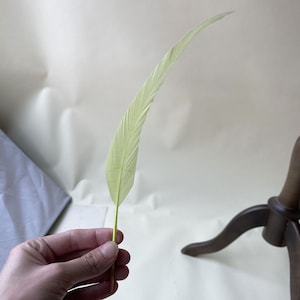 Könnte beinhalten: Ein einzelnes, langes, hellgrünes Blatt mit einer spitzen Spitze. Das Blatt wird in einer Hand vor einem weißen Hintergrund gehalten.