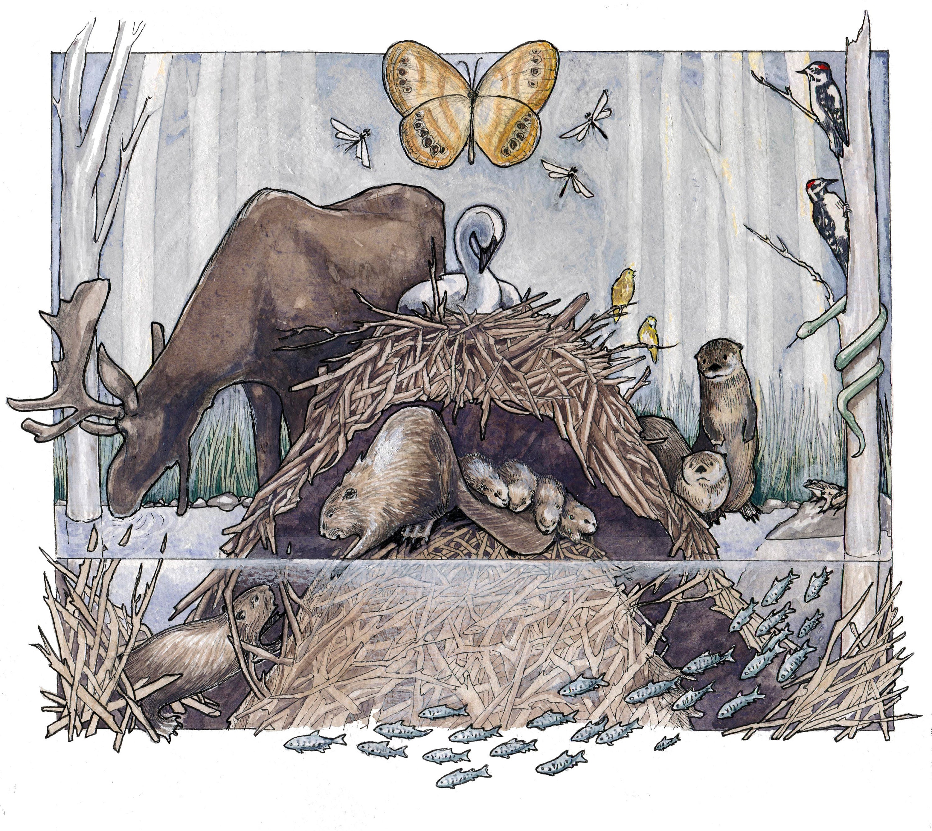 Beaver Lodge And Dam