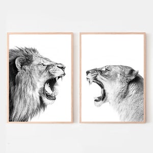 Lion Print Lions Printable Wall Art Set Lion 24x36 Print Two Lions Black White Photo Funny Lion Large Print Safari Living Decor Lions Print image 1