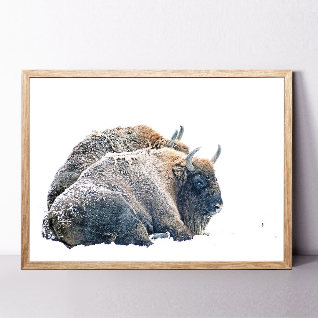Bison Print, Farmhouse Wall Decor Bison Woodland Animal Wall Art 24x36 Print Bison Photography