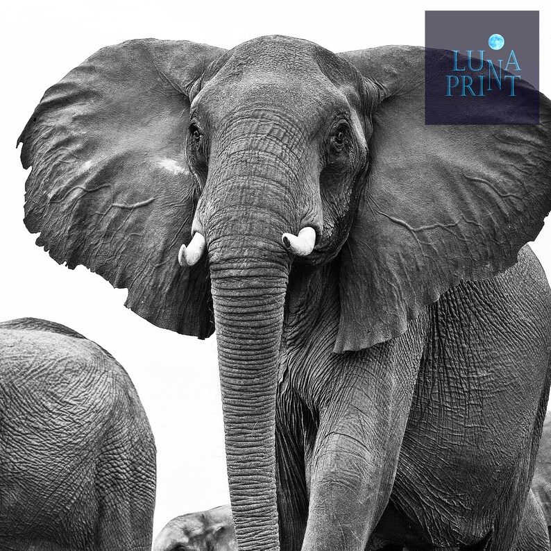 Elephant Print African Elephant Printable Wall Art Elephant Etsy