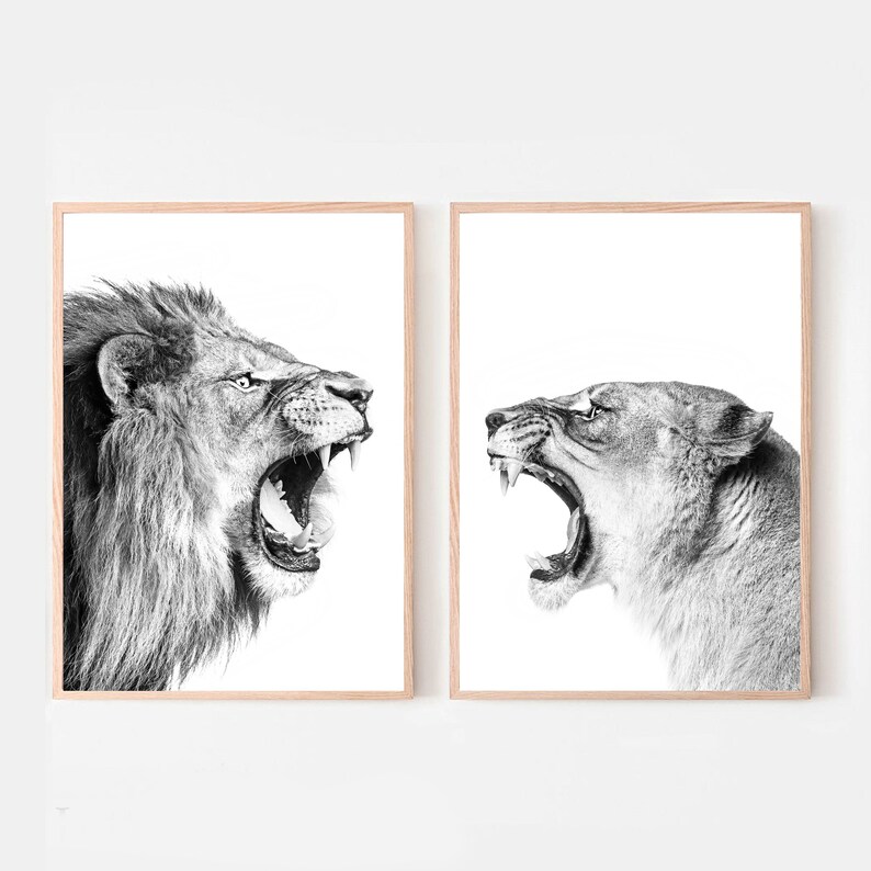 Lion Print Lions Printable Wall Art Set Lion 24x36 Print Two Lions Black White Photo Funny Lion Large Print Safari Living Decor Lions Print image 1