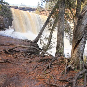 Roots