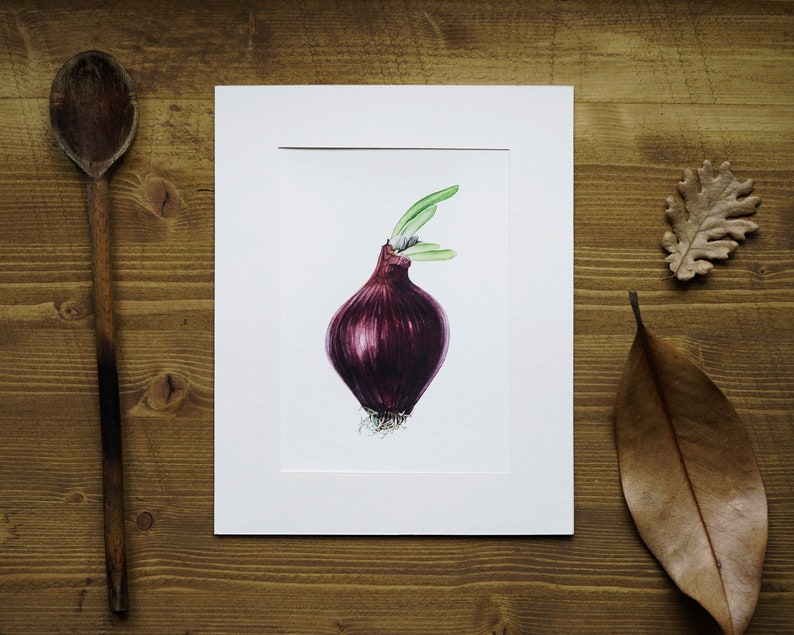 Onion Illustration-Nature Art-Vegan Art-Vegetable Illustraton-Fine Art Print-Wall Art-Natural History-Kitchen Wall Decor-Sprouted Onion