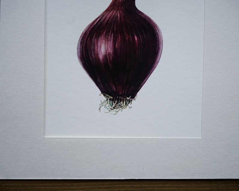 Onion Illustration-Nature Art-Vegan Art-Vegetable Illustraton-Fine Art Print-Wall Art-Natural History-Kitchen Wall Decor-Sprouted Onion