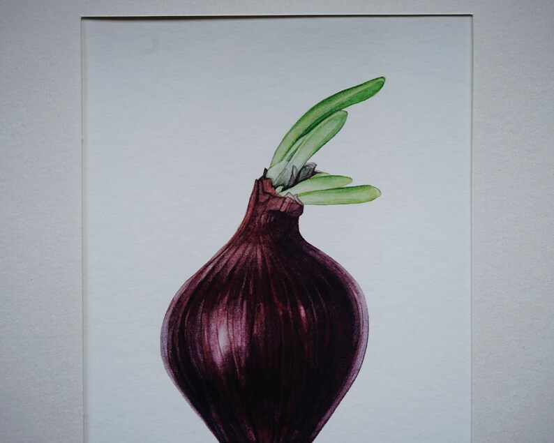 Onion Illustration-Nature Art-Vegan Art-Vegetable Illustraton-Fine Art Print-Wall Art-Natural History-Kitchen Wall Decor-Sprouted Onion