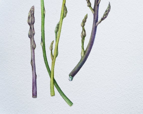 Featured image of post Botanical Asparagus Drawing Jump to navigation jump to search