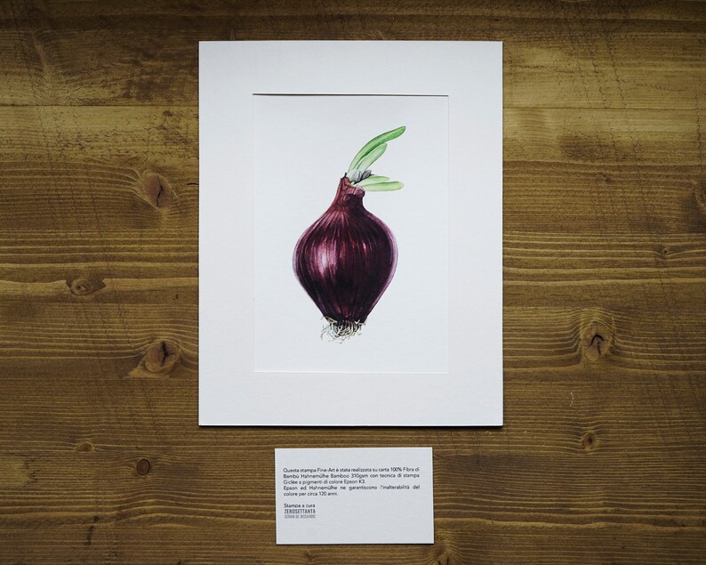 Onion Illustration-Nature Art-Vegan Art-Vegetable Illustraton-Fine Art Print-Wall Art-Natural History-Kitchen Wall Decor-Sprouted Onion