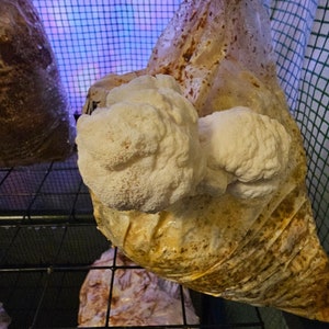 Puede incluir: Un hongo blanco creciendo en una bolsa de plástico transparente con manchas marrones. El hongo está en una jaula con un fondo azul y morado.