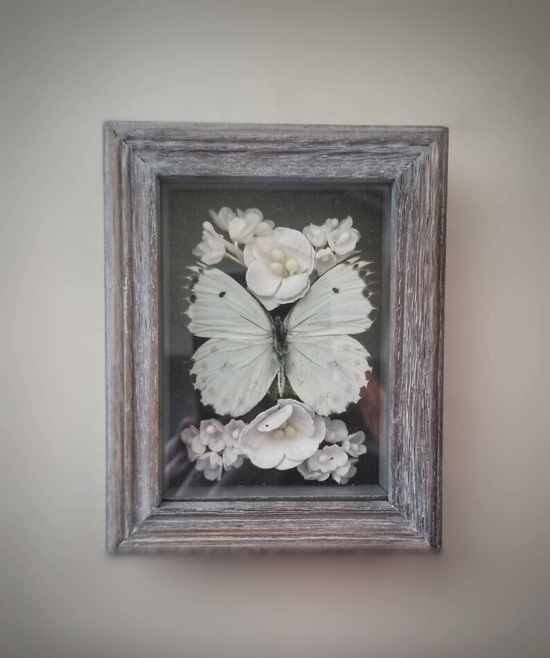Insects Home Decor Framed Butterfly Real Butterfly Insect Bug