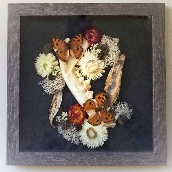 Butterfly Shadowbox Display, Framed Butterfly, Real Bone, Oddities, Curiosities, Taxidermy, Momento Mori, Victorian, Dark, Real Butterfly