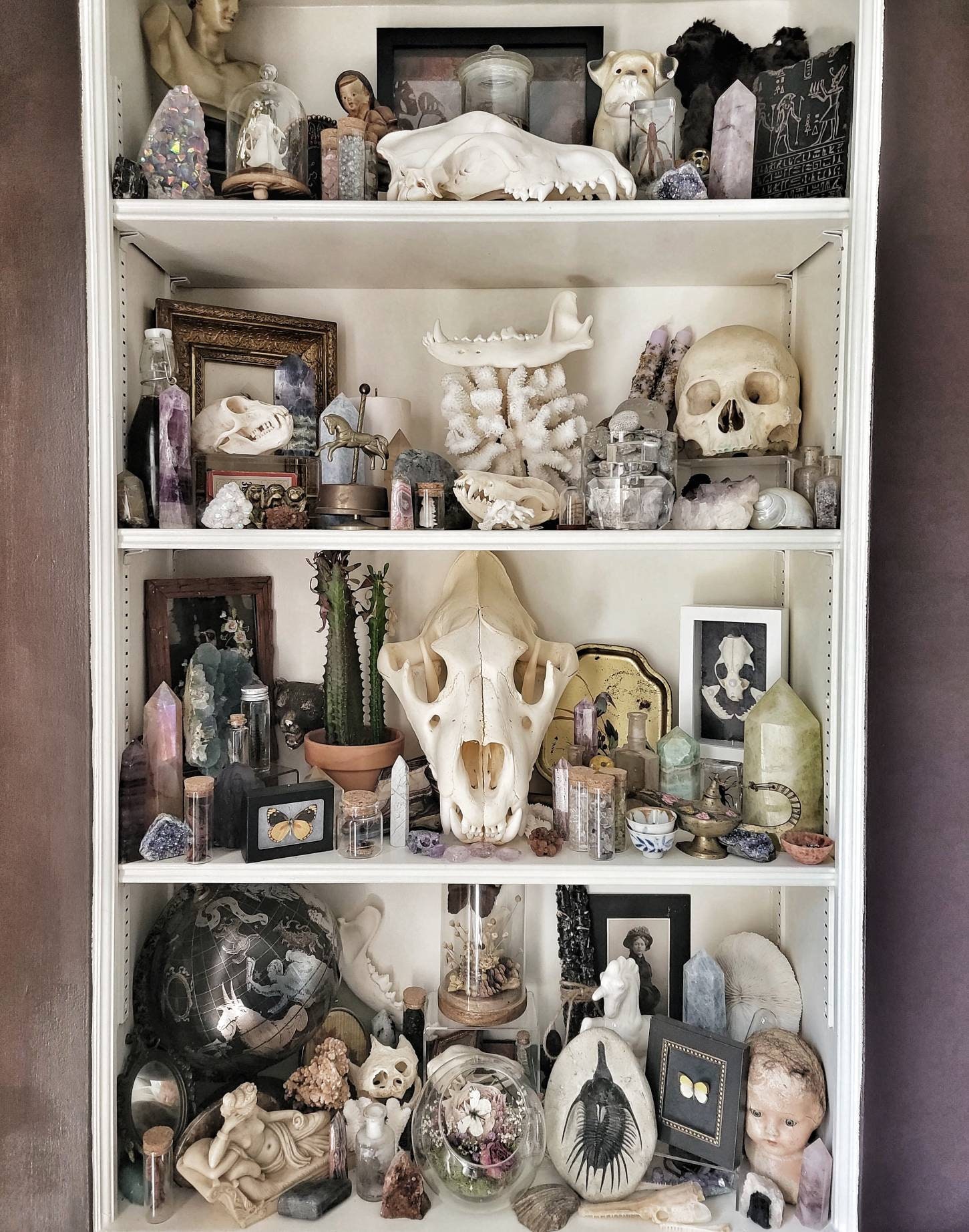 Oddities Mystery Box, Oddity, Surprise, Real Animal Skull,  Taxidermy…