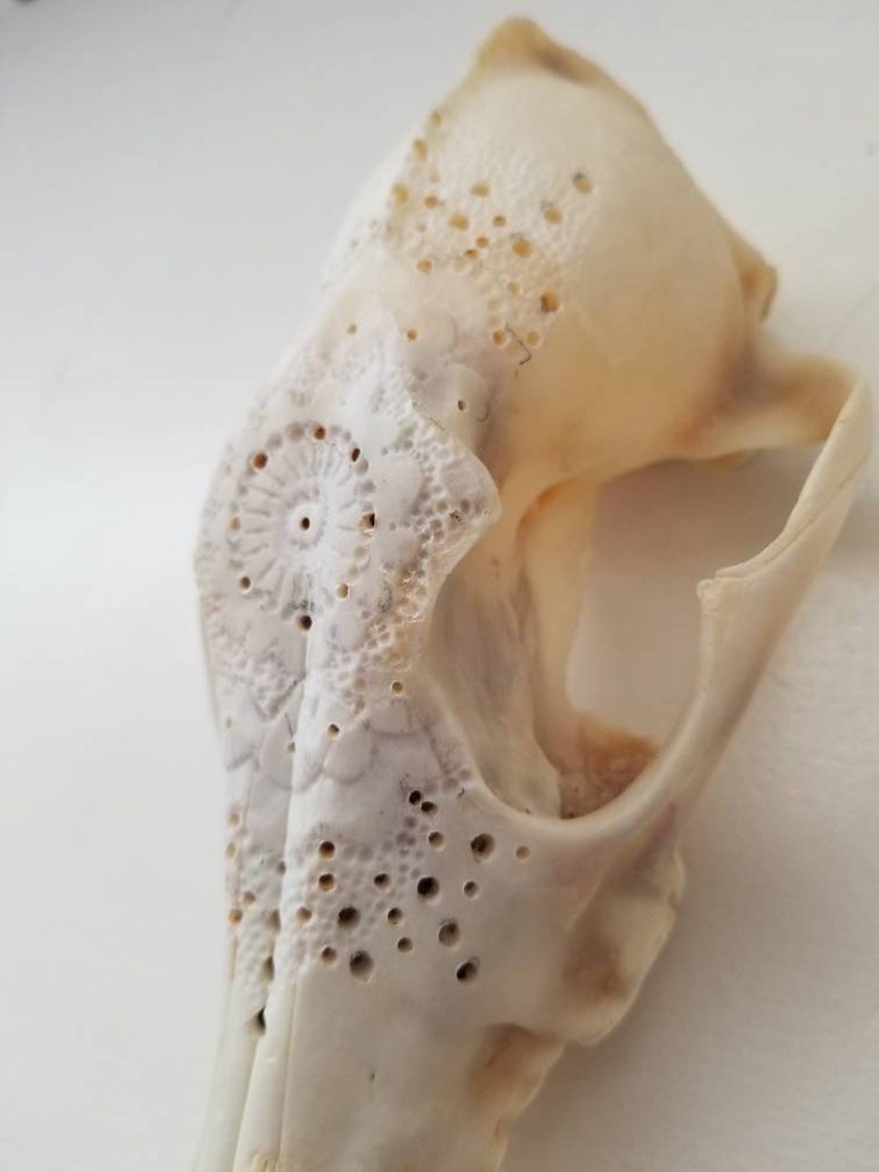 Oddity Real Skull Goth Bone Art Curiosities Animal Skull Carved Skull Skull Carving Oddities Real Bone Coyote Skull Momento Mori