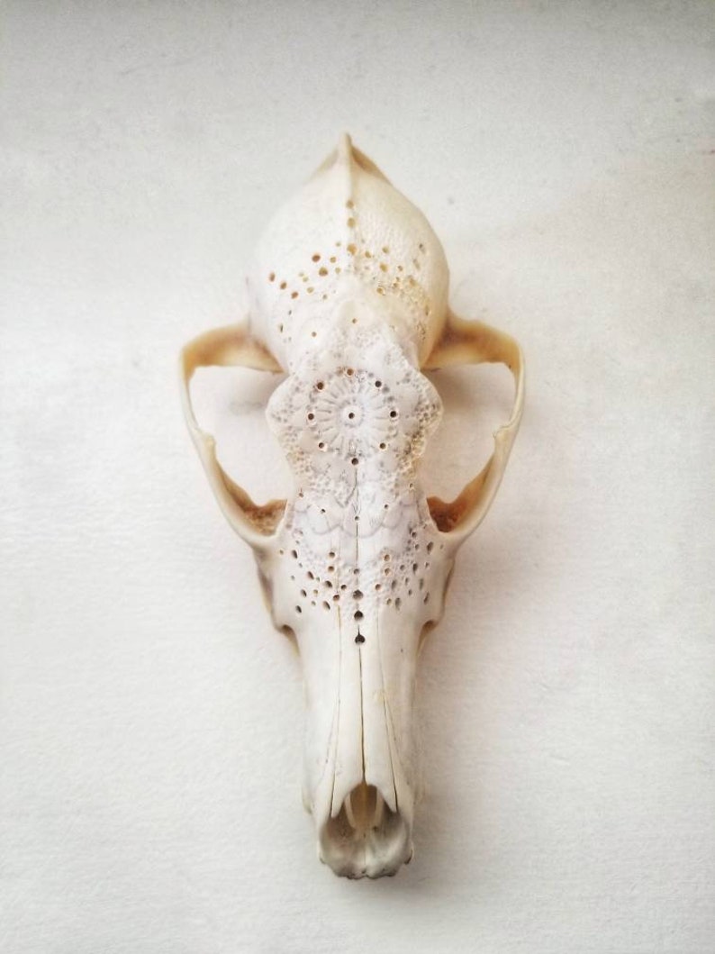 Oddity Real Skull Goth Bone Art Curiosities Animal Skull Carved Skull Skull Carving Oddities Real Bone Coyote Skull Momento Mori