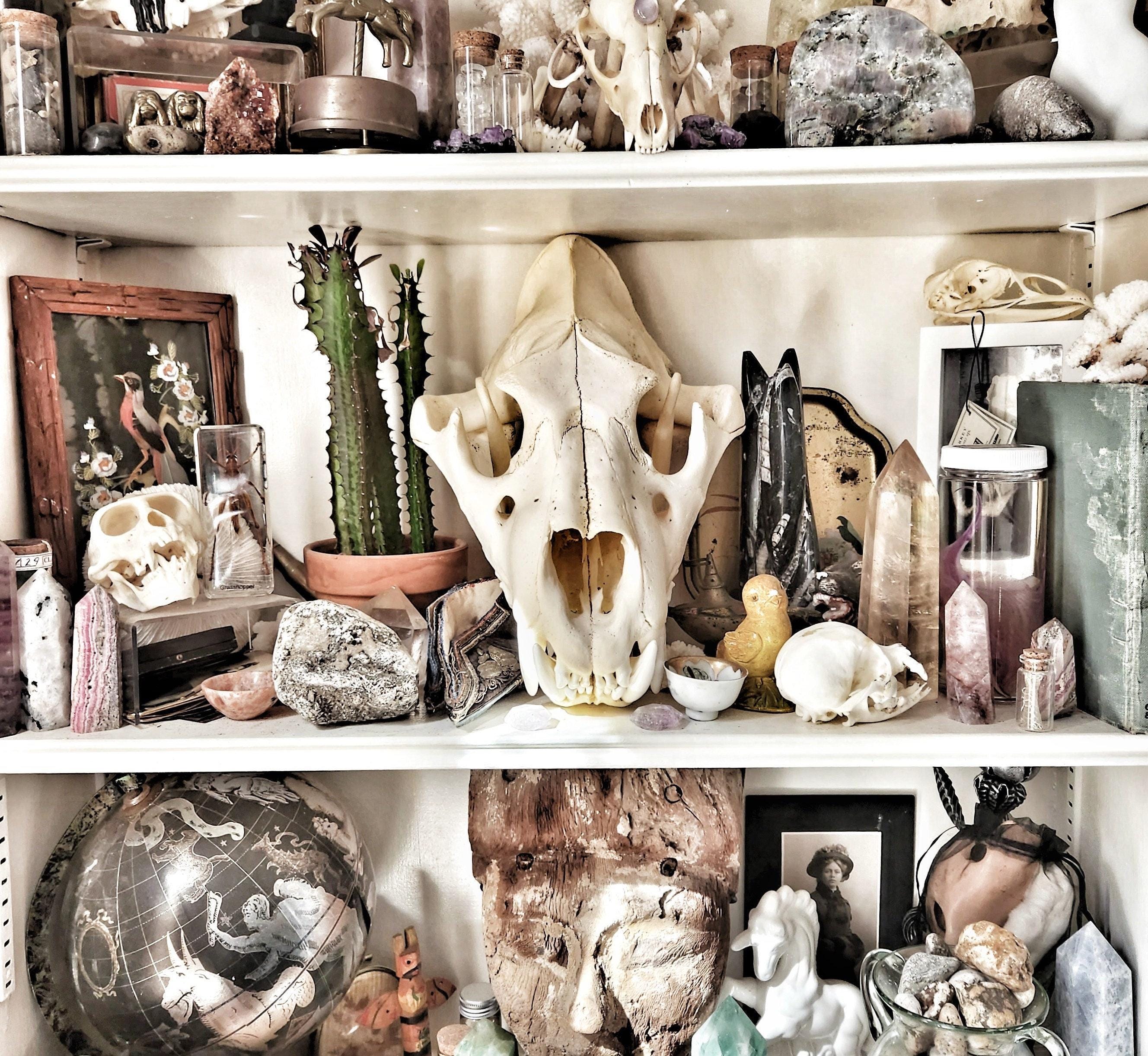 Oddities Mystery Box, Oddity, Surprise, Real Animal Skull, Taxidermy, Insects, Curiosities, Momento Mori, Goth, Curio, Collection, Mystery