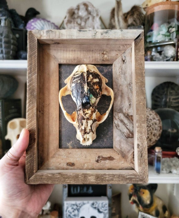 Raccoon Skull, Bone Art, Framed Skull, Real Animal Skull, Oddities