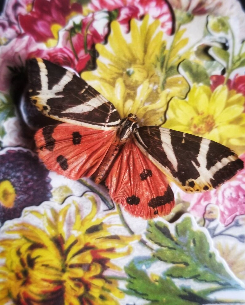 Tiger Moth Real Moth Framed Moth Oddities Taxidermy Curiosities Momento Mori Kawaii Creepy Cute Oddity Victorian