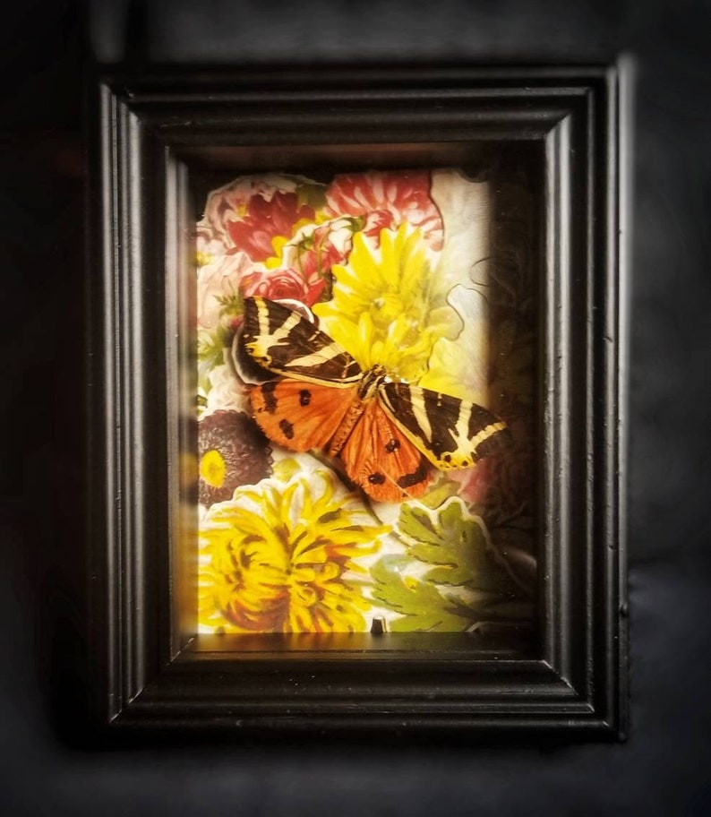 Tiger Moth Real Moth Framed Moth Oddities Taxidermy Curiosities Momento Mori Kawaii Creepy Cute Oddity Victorian