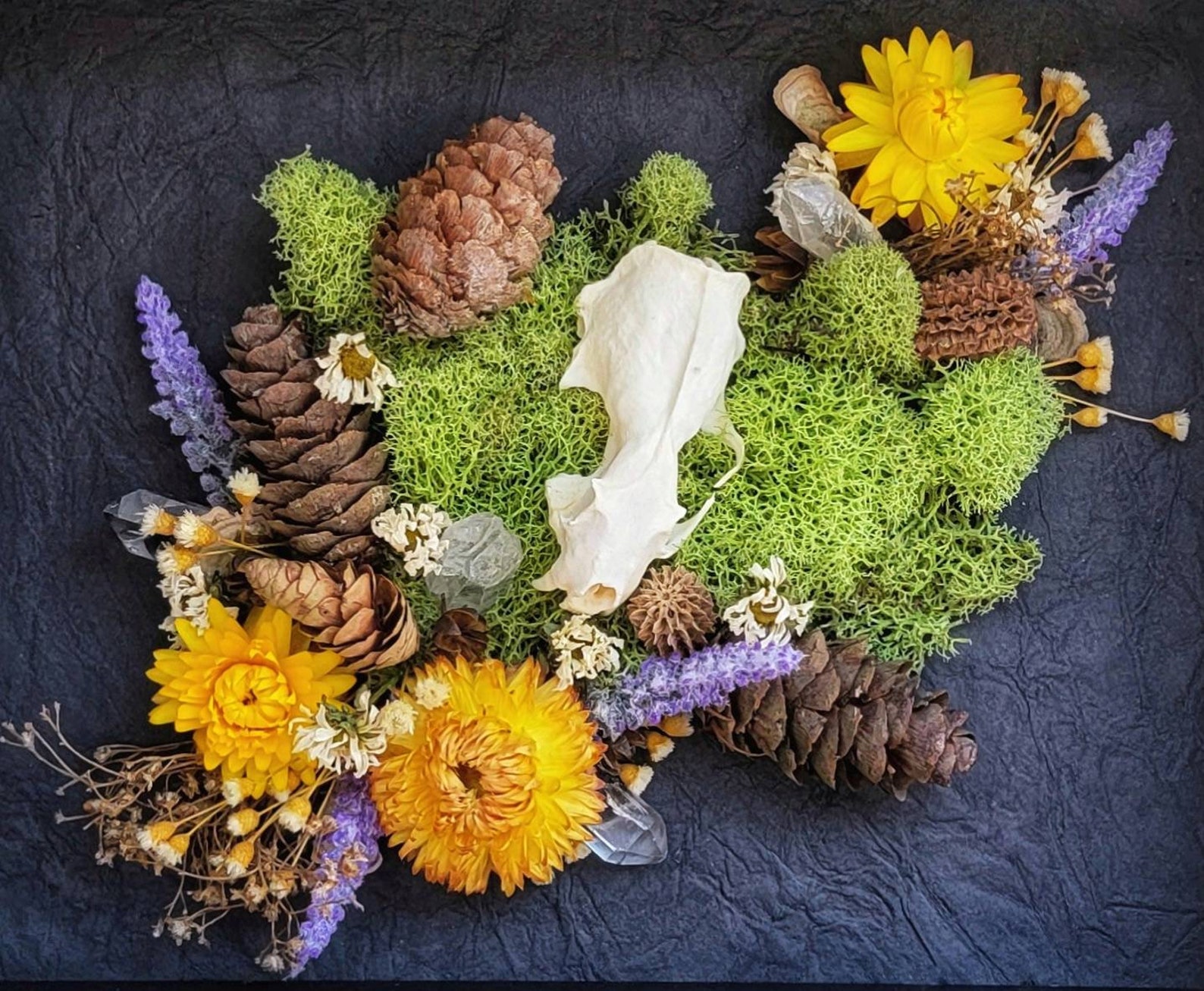 Cráneo de visón arte óseo cráneo enmarcado cráneo de animal | Etsy