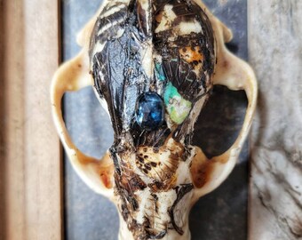 Raccoon Skull, Bone Art, Framed Skull, Real Animal Skull, Oddities