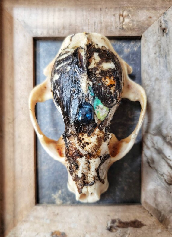 Raccoon Skull, Bone Art, Framed Skull, Real Animal Skull, Oddities