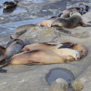 Snuggle Sea Lions in San Diego Photograph (Unframed) - La Jolla, California (CA)