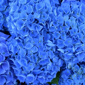 Summer Hydrangeas (Narragansett, RI)