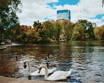 Boston Public Garden Swans Photograph (Unframed) - Boston, MA