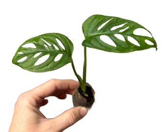 Live Plant: "Swiss Cheese" Plant Plugs - live plant! Monstera Adansonii - Tropical Plants