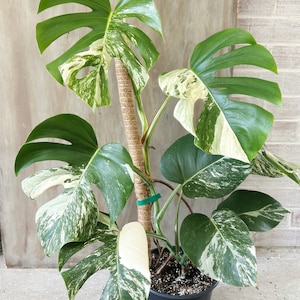 Variegated Monstera Plant Albo - Etsy