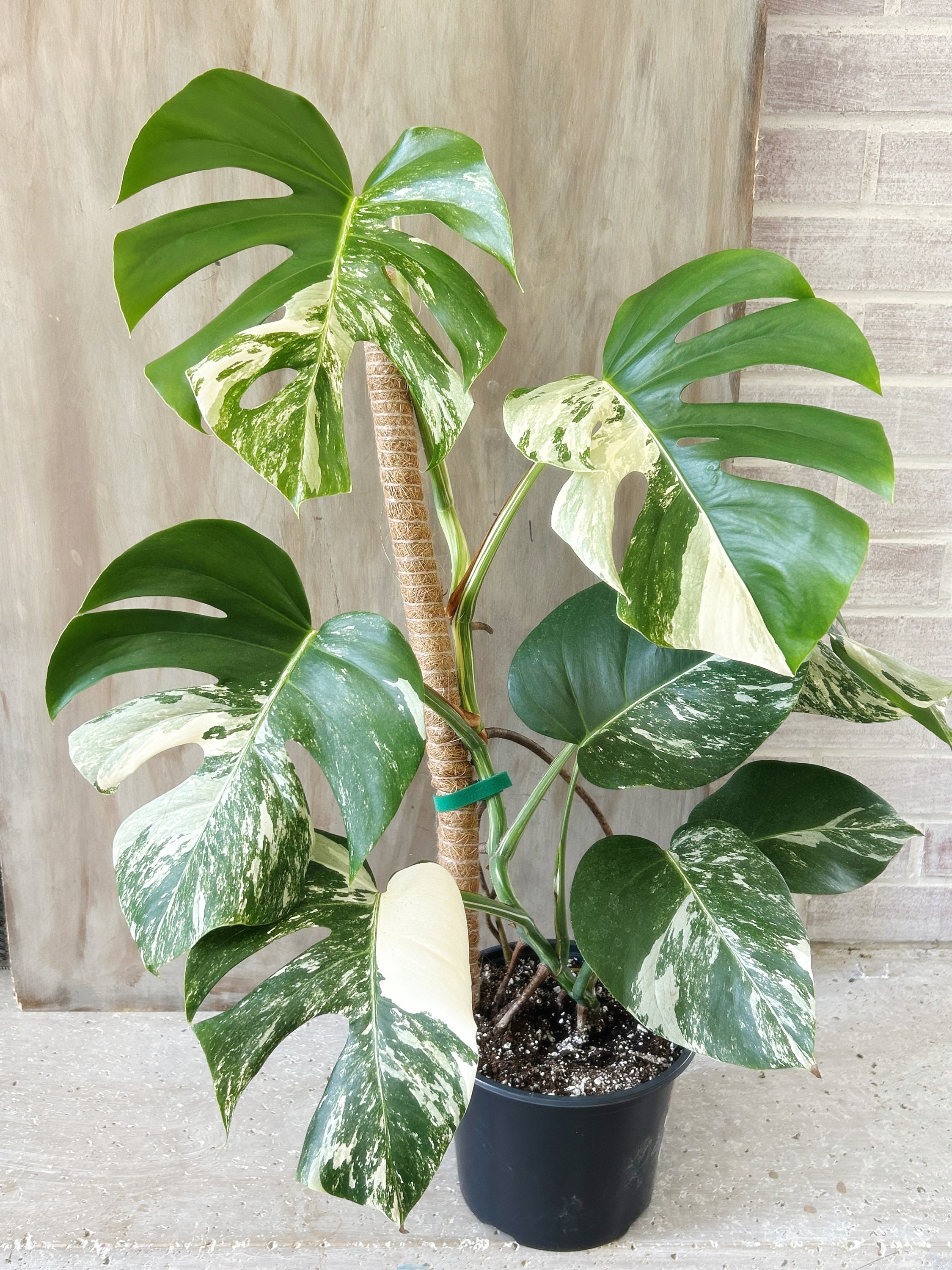 Monstera Halfmoon - Etsy