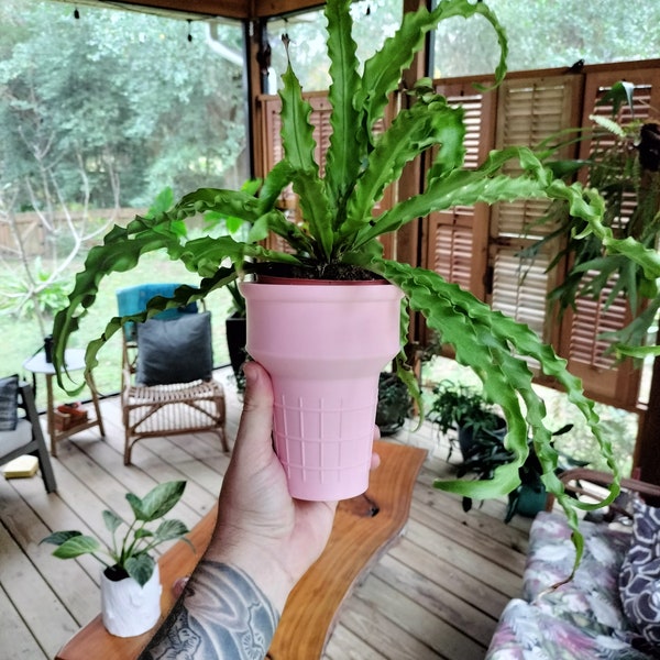 3D printed Pink Ice Cream Cone Planter! Wall Mounted or Table Top with optional Melty Puddle Drip Tray!