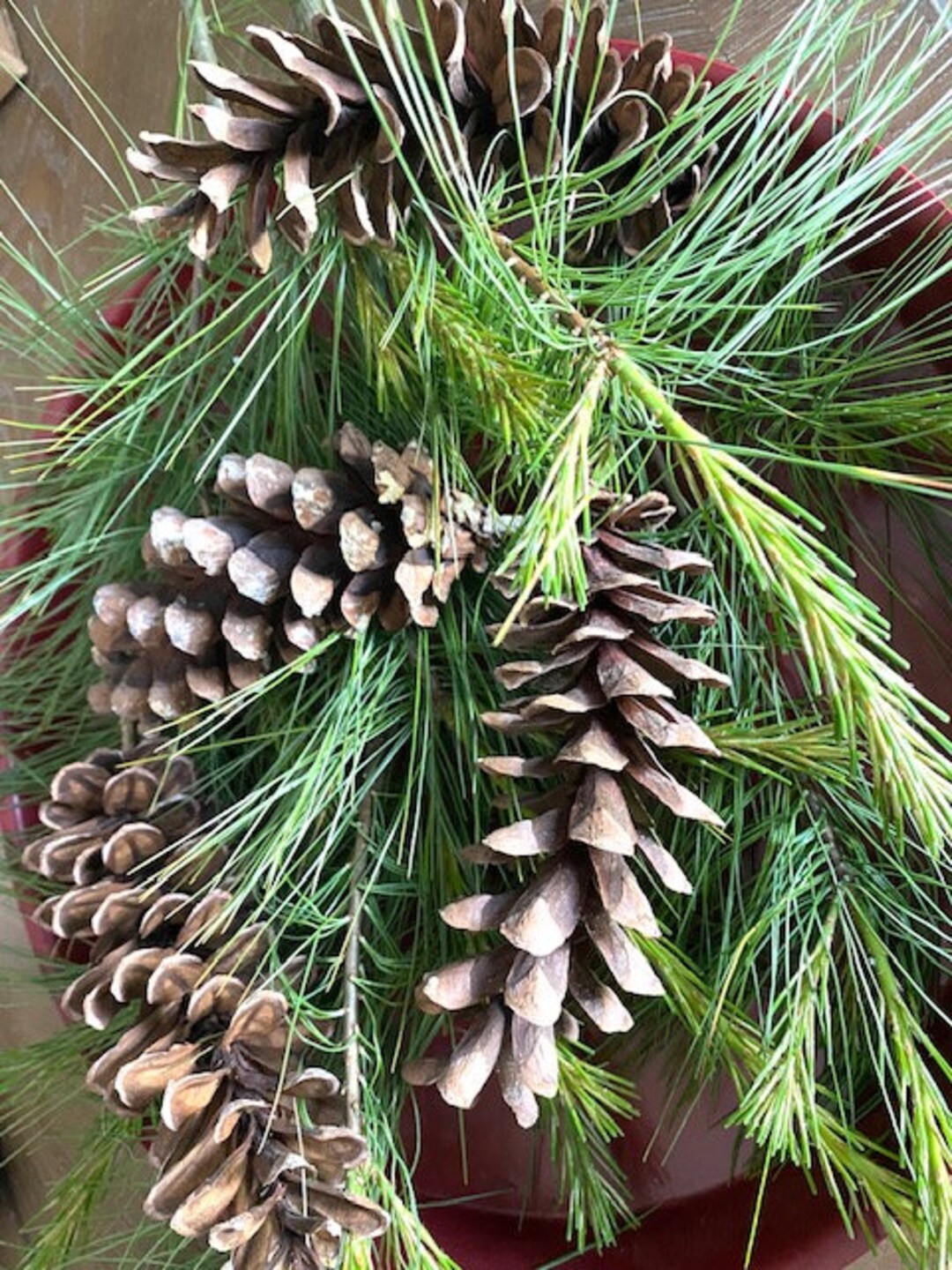Large Eastern White Pine Cones for Crafting, 6 to 8 in White Pine Cones for Wreath Making