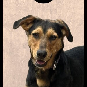 May include: A cornhole board with a light wood grain finish featuring the text TEAM AMBER LYNN in black capital letters above a circular hole with a black border and a photograph of a black and tan dog with floppy ears and a collar.