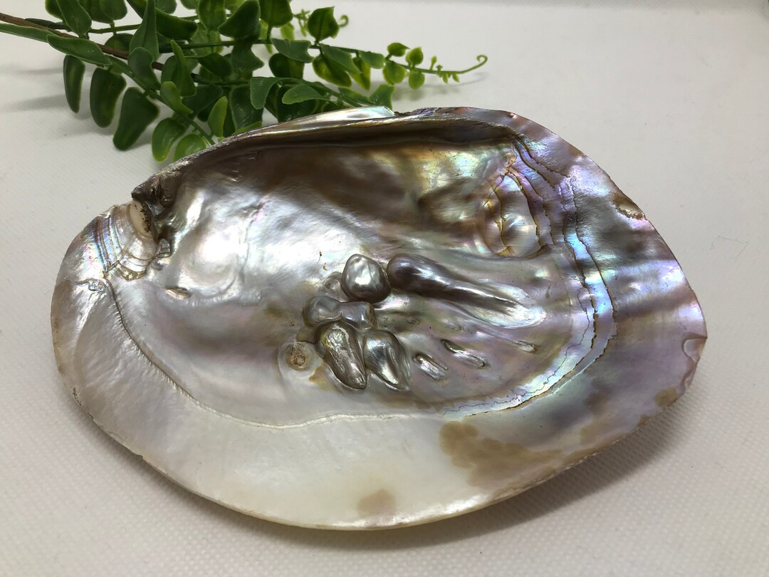 Coquilles de perles deau doucecoquillagescoquillages deau Etsy France
