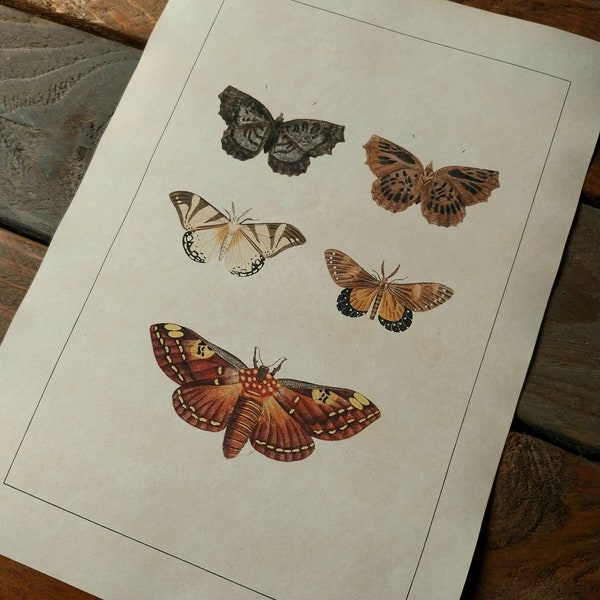 Kunstdruck Schmetterlinge Falter, Digitaldruck