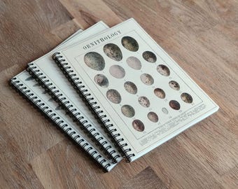 Notizbuch A5,  Ringbuch Vogeleier Natur