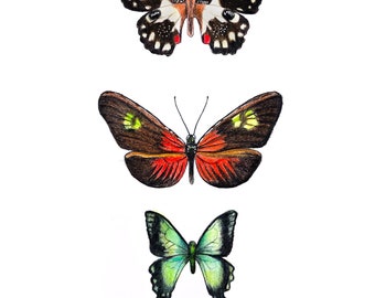 Butterflies - Fine Art Print