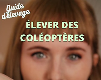 Coléoptères manuel d'elevage tuto - Manuel écrit et réalisé en FRANCE