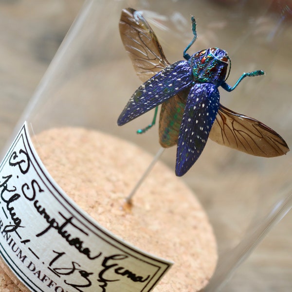 Coleottero naturalizzato sotto cupola di vetro, Decorazione per l'armadio di curiosità per la raccolta di insetti e l'entomologia
