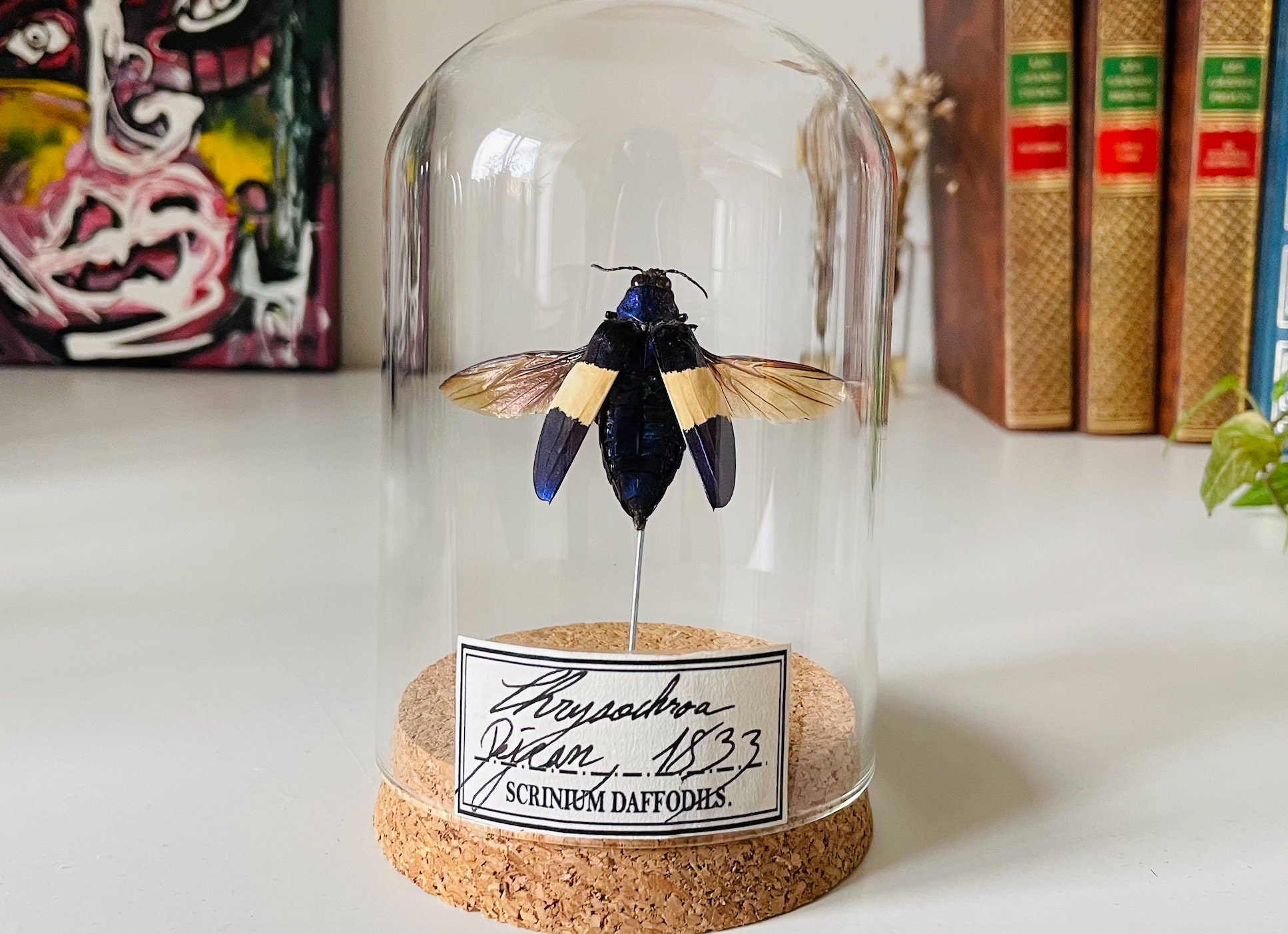 Cabinet de Curiosité, Chrysochroa, Dôme Verre, Ailes Ouvertes, Coléoptère, Burpestridae, Globe, Inse