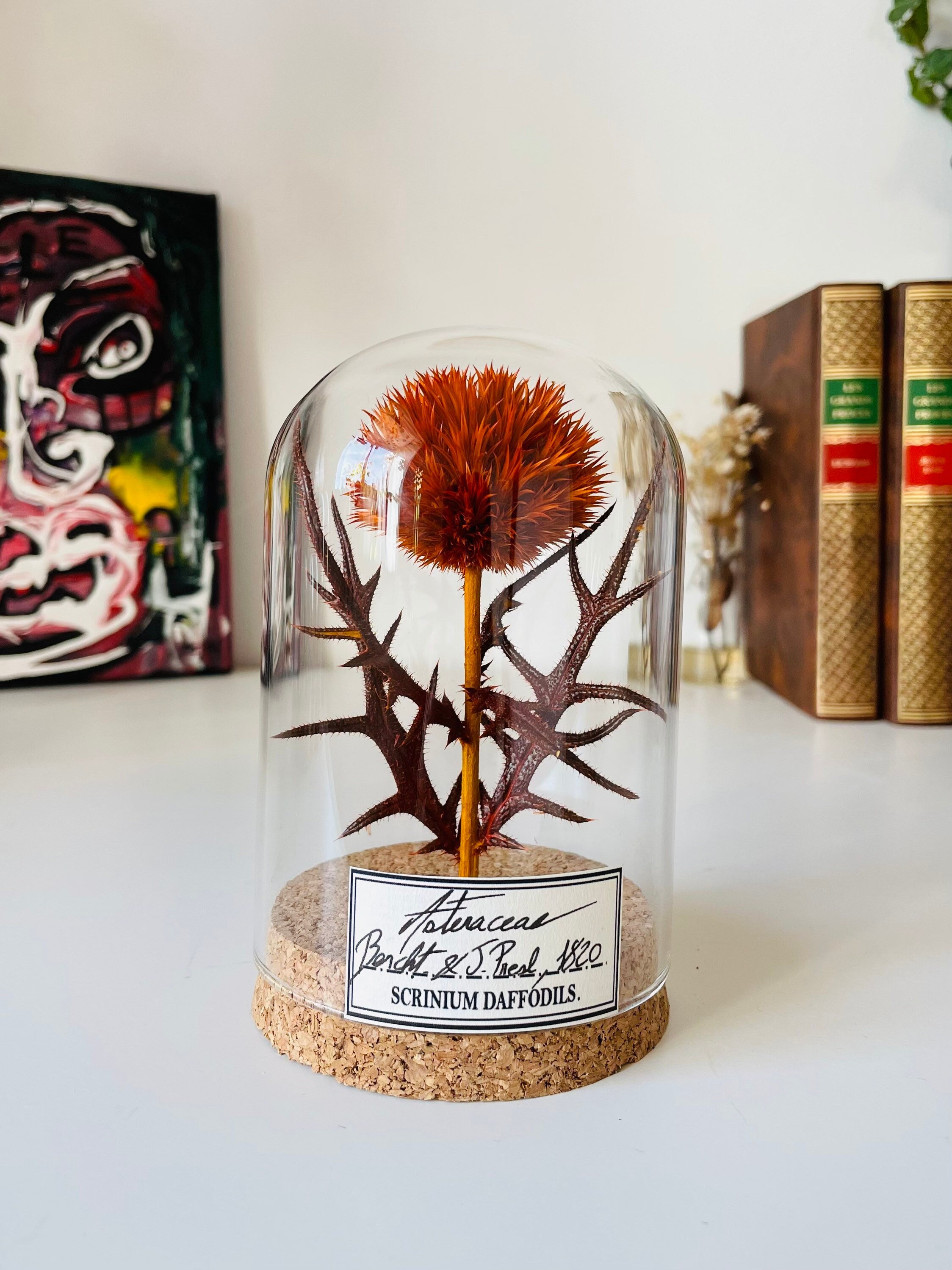 Chardon Sous Dome en Verre, Décoration Pour Cabinet de Curiosité Végétal ou Cadeau Amour, Fleur Sain