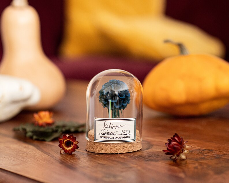 Real Flower Under Glass Dome Decoration for Plant Curiosity Etsy