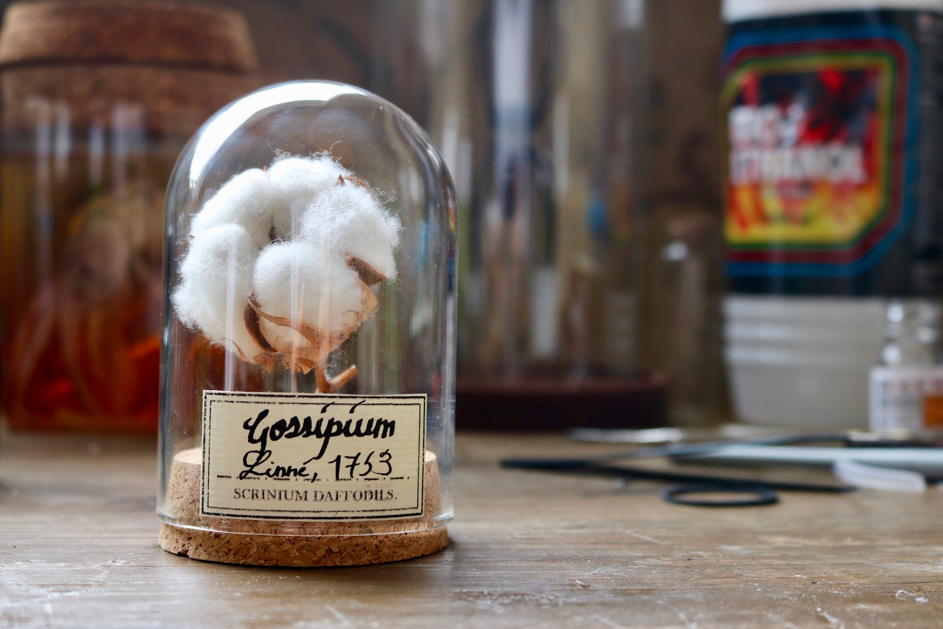 Cabinet de Curiosité, Fleur Coton, Dôme Verre, Entomologie, Liège, Cloche, Globe, Gossipum, Décorati