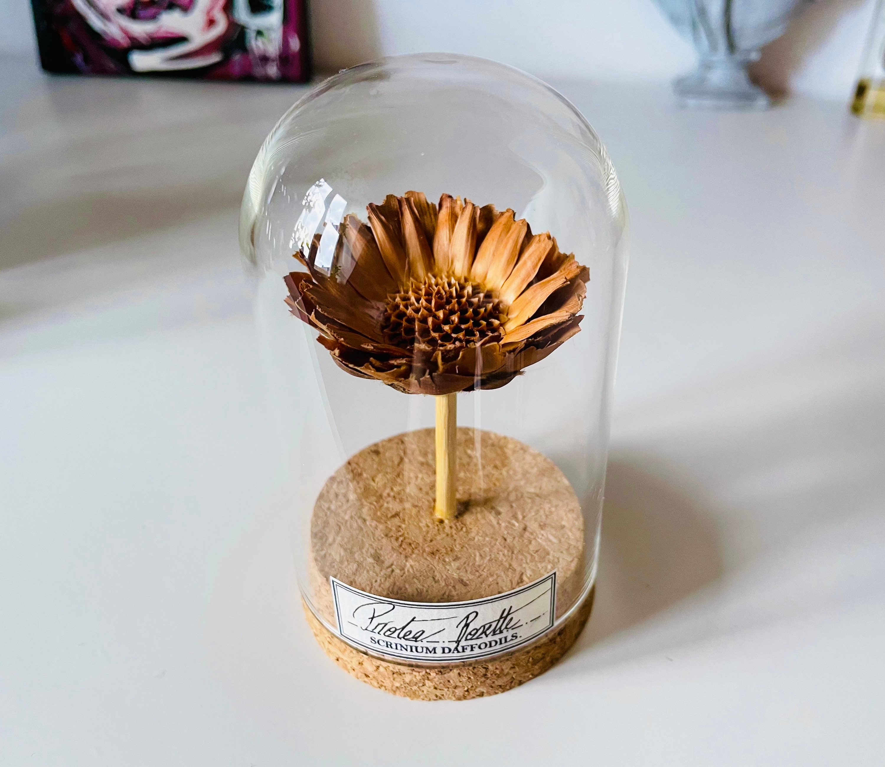 Fleur Sous Dome en Verre, Décoration Pour Cabinet de Curiosité Végétal ou Cadeau Amour, Fleur Saint 