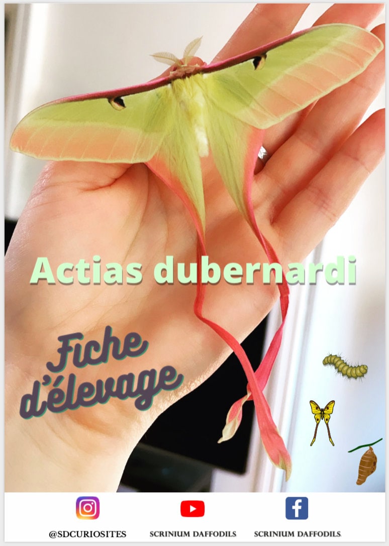 Actias Dubernati Manuel d'elevage Tuto - Manuel Écrit et Réalisé en France