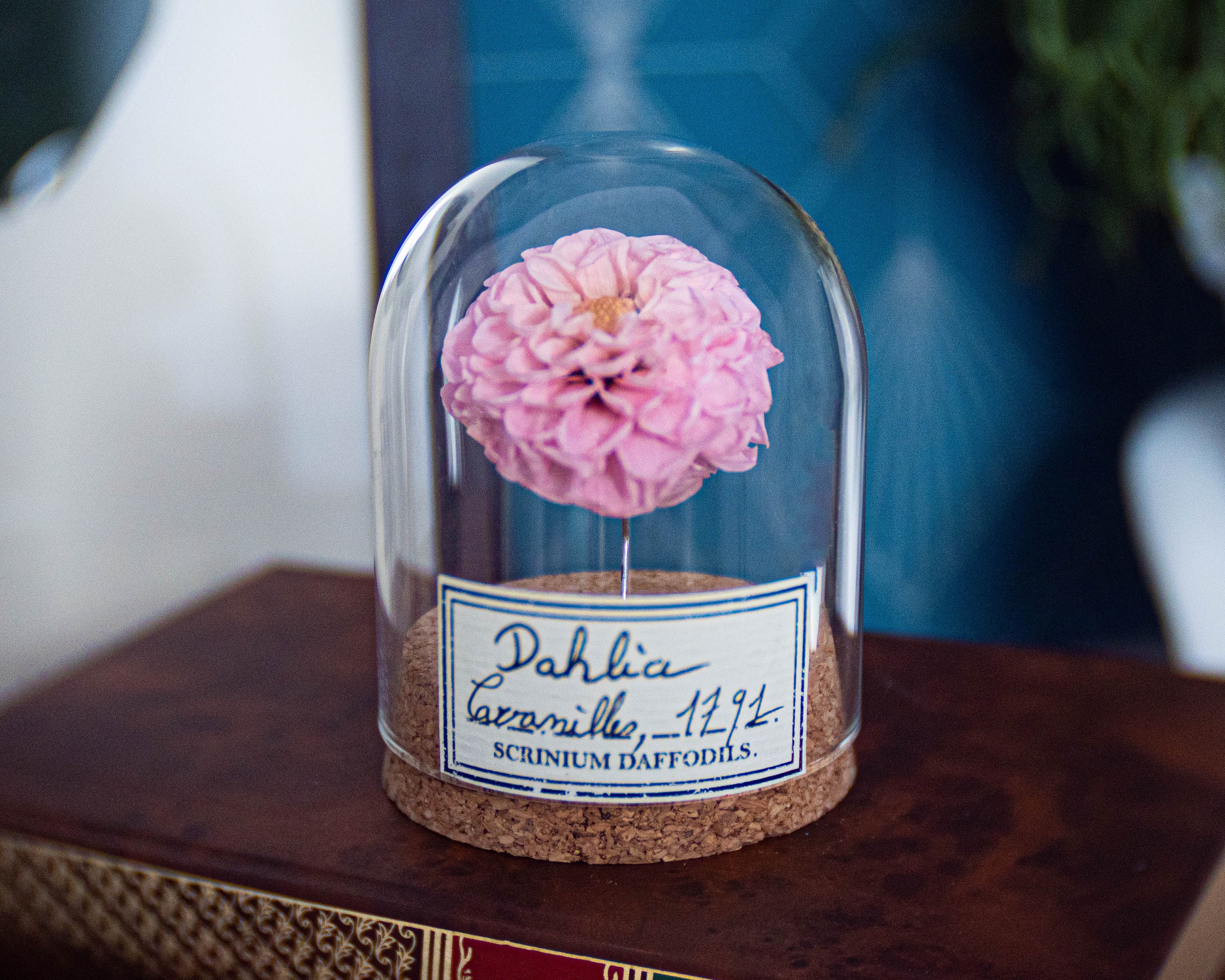 Fleur Sous Dome en Verre, Décoration Pour Cabinet de Curiosité Végétal ou Cadeau Une Couturière, Dah