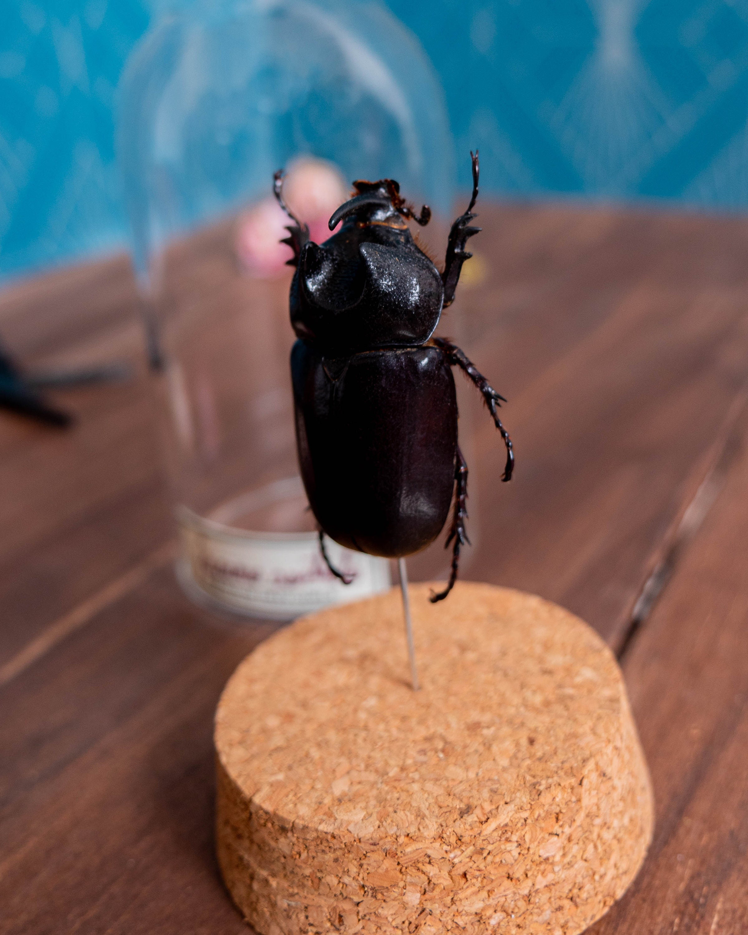 Rare -Elevage France, Cabinet de Curiosité, Décoration Naturalisée Mort Naturelle, Pour Amoureux La 