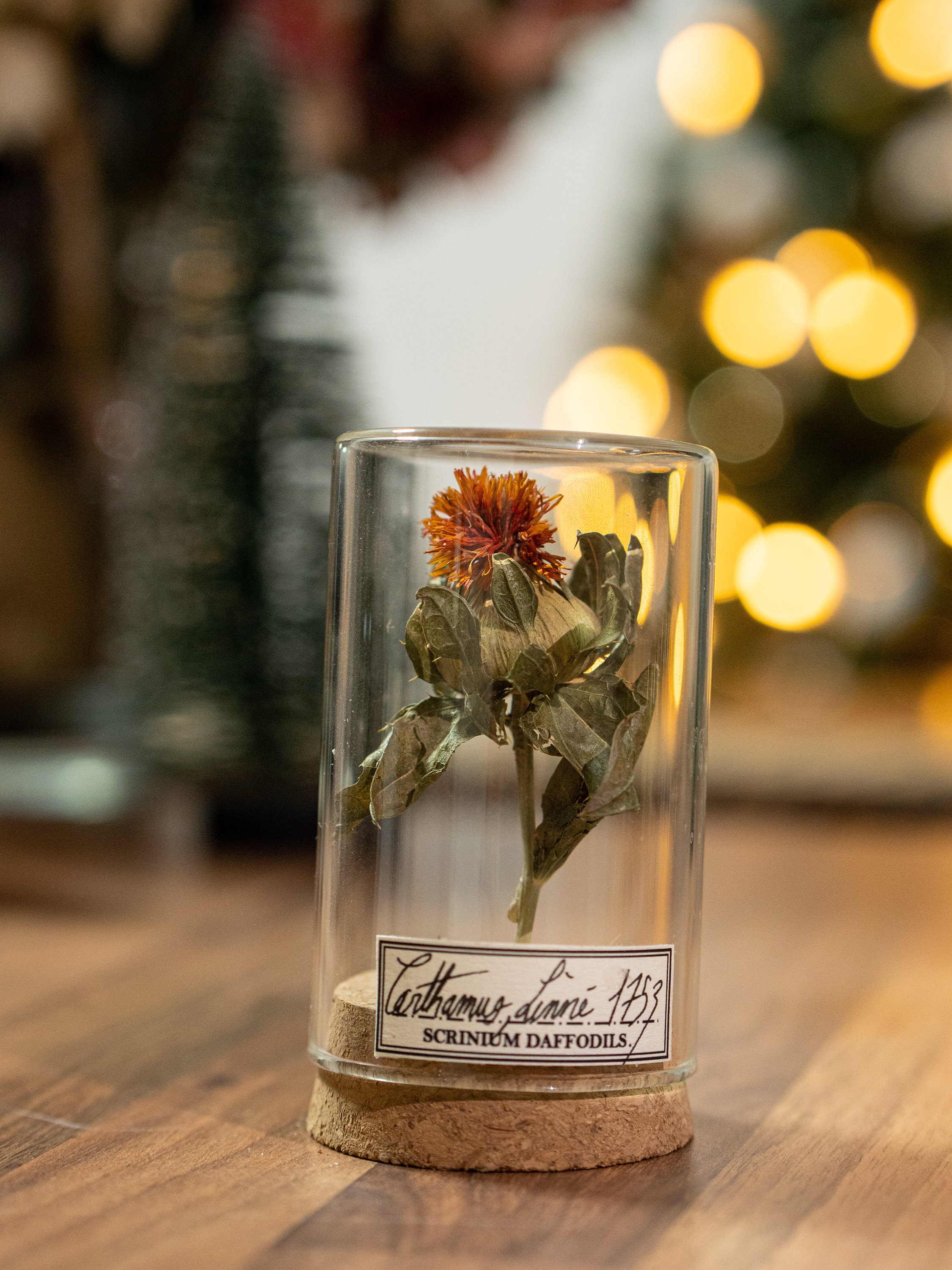 Flower Under Glass Dome Decoration for Plant Curiosity Etsy